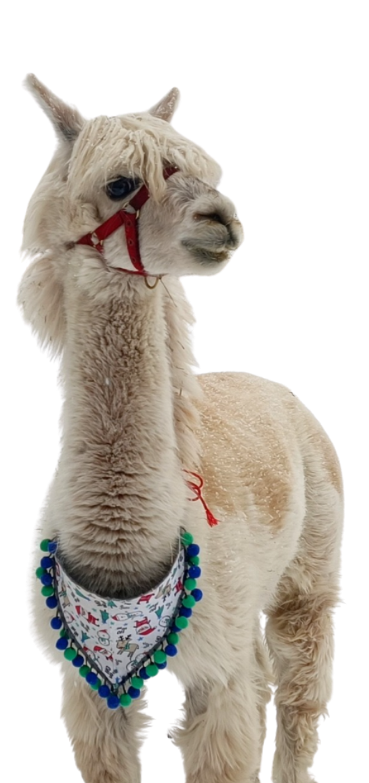 projekt bez nazwy (1)